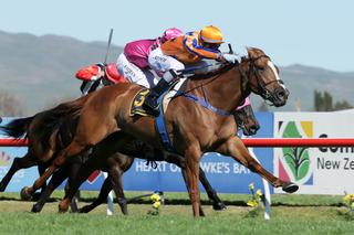 Lots 124 and 274 are relatives of 2016 Ready to Run graduate and Group Two winner Te Akau Shark (NZ).